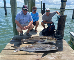 Cobia fishing action in Chesapeake Bay!